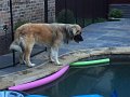 Alex_MooseDiscoversPool (7)